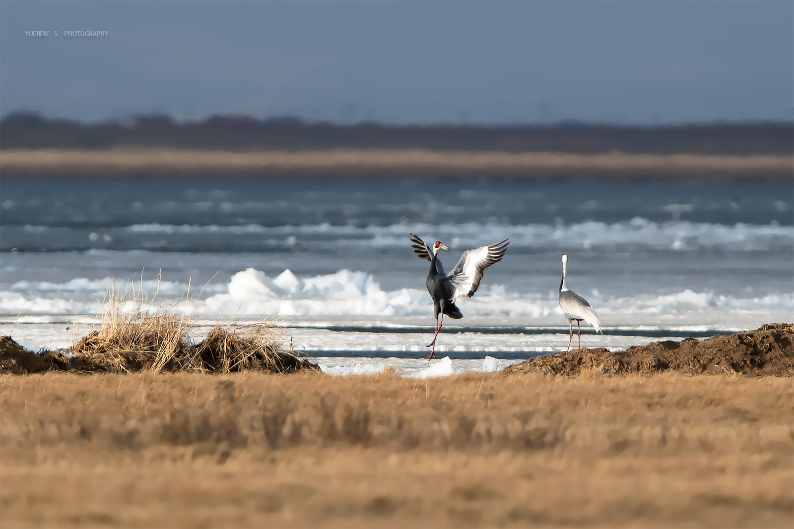 Nikon AF-S Nikkor 600mm F4G ED VR sample photo. 白枕鹤恋舞 photography