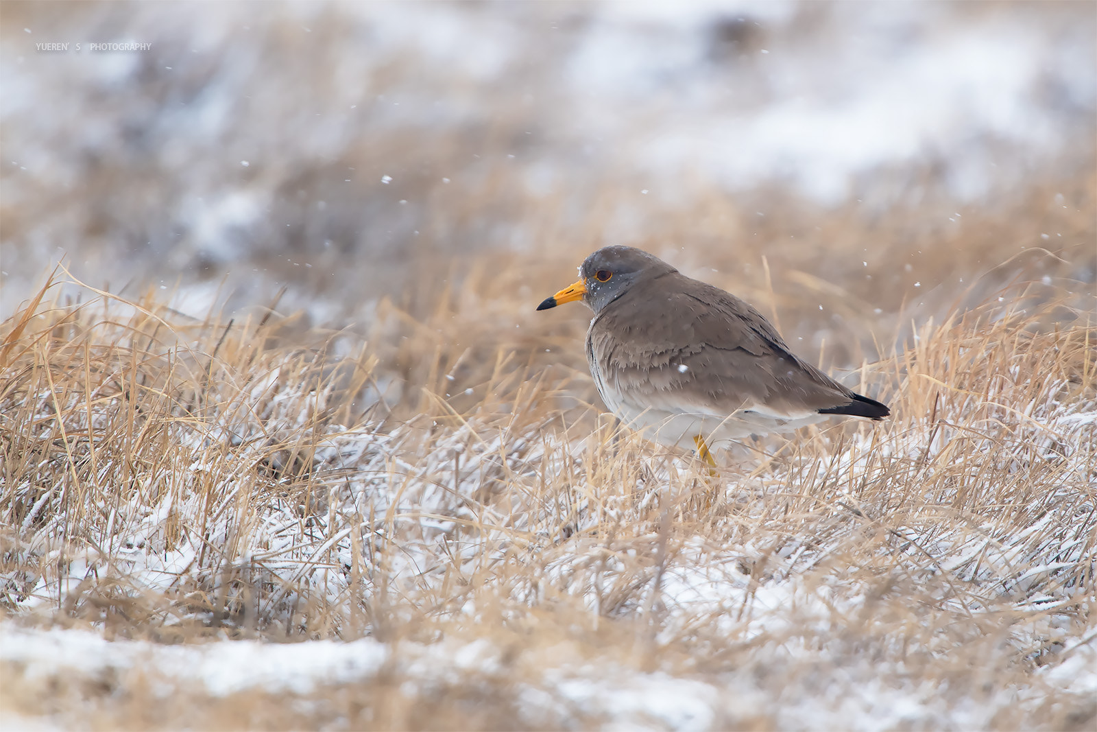 Nikon D5 + Nikon AF-S Nikkor 600mm F4G ED VR sample photo. 灰头麦鸡 photography
