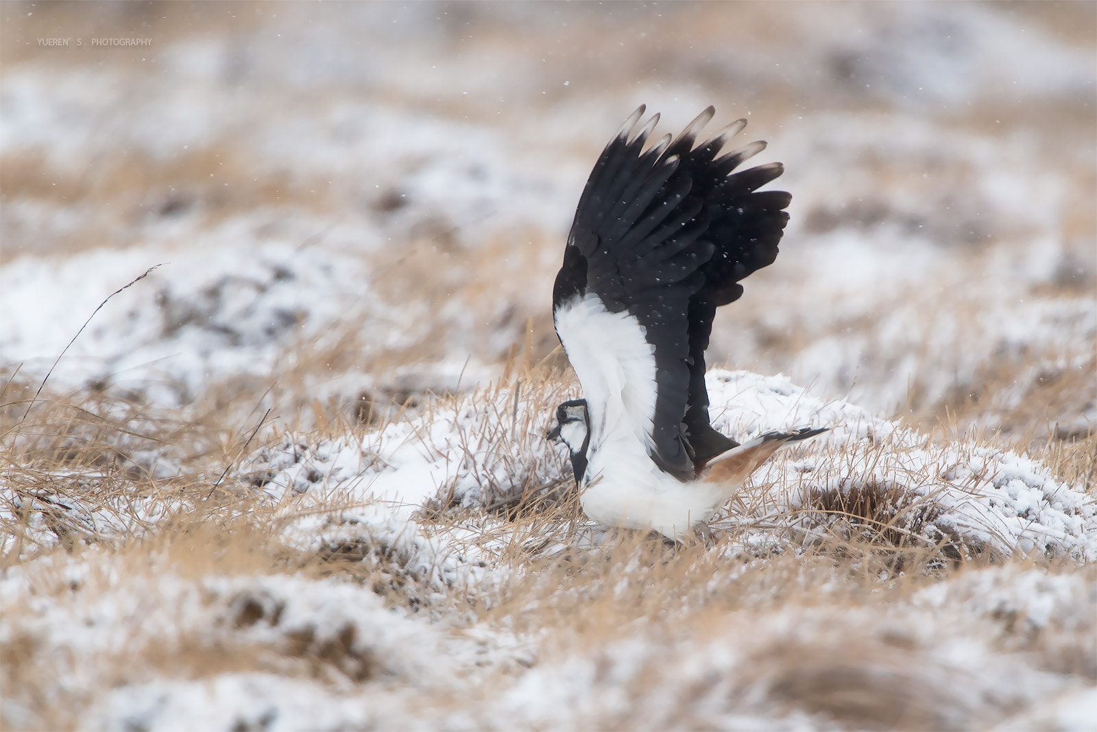 Nikon D5 + Nikon AF-S Nikkor 600mm F4G ED VR sample photo. 凤头麦鸡 photography