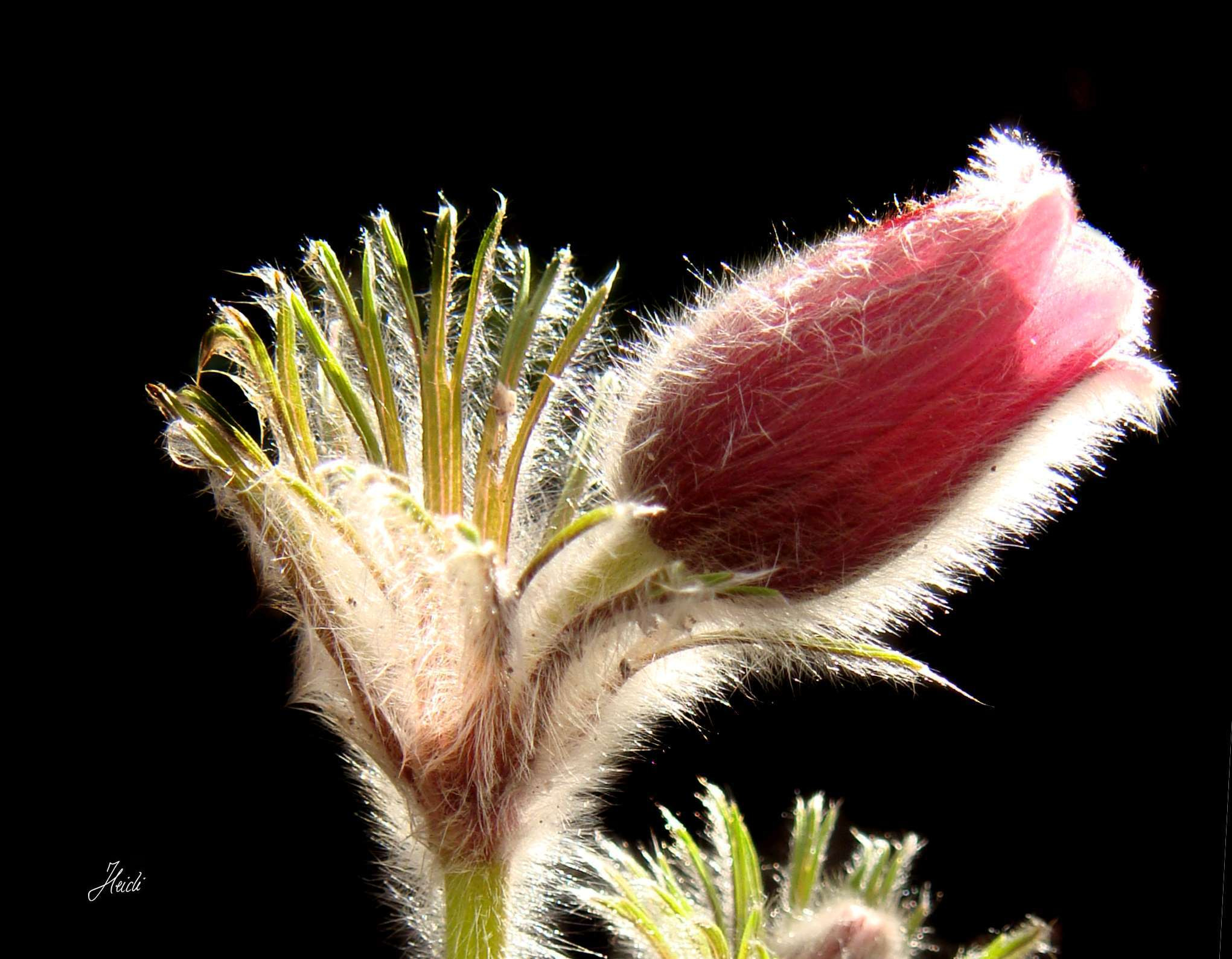Sony DSC-T77 sample photo. Küchenschelle spring pasque flower photography