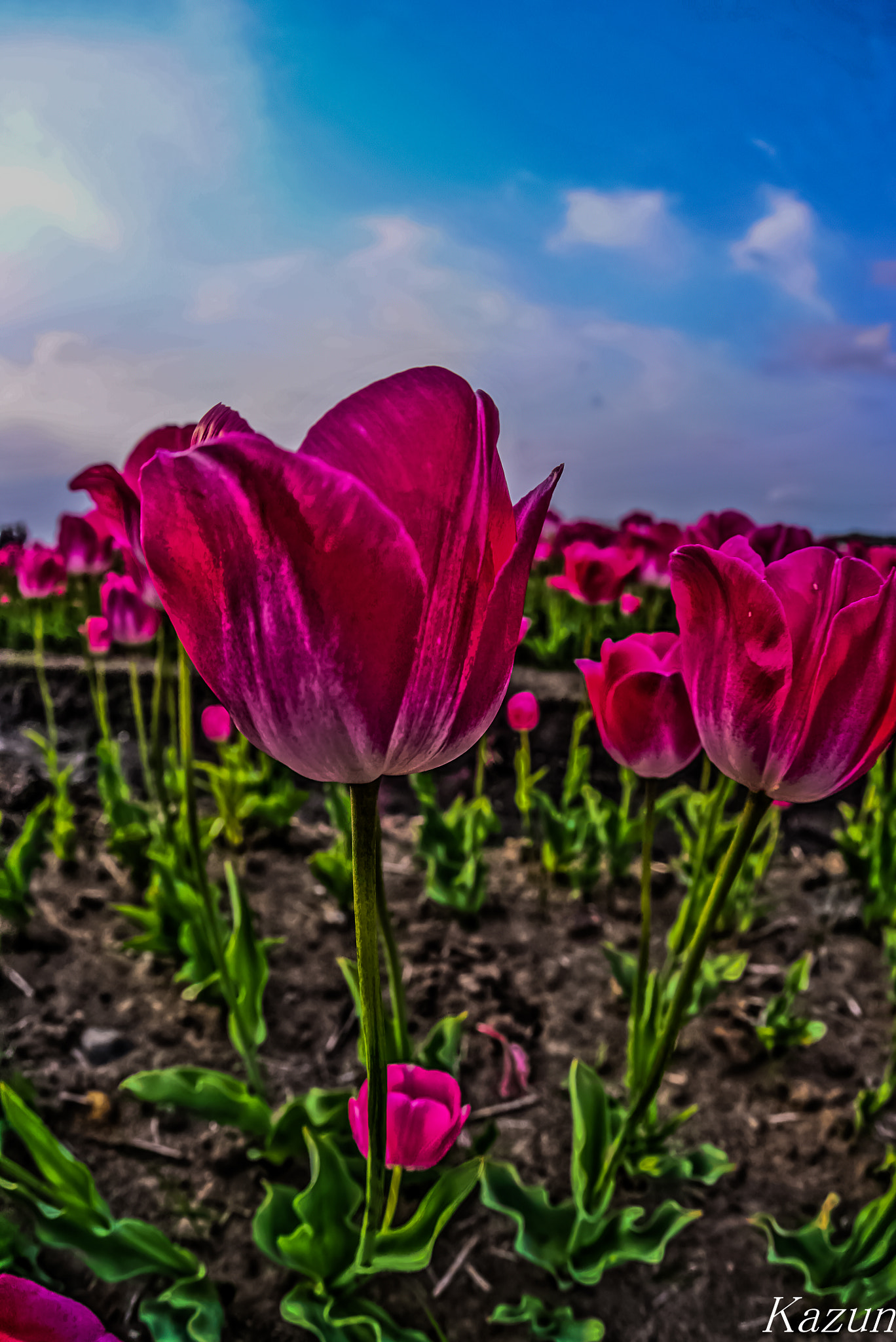 Sony a7S II + Sony 16mm F2.8 Fisheye sample photo. Tulip photography