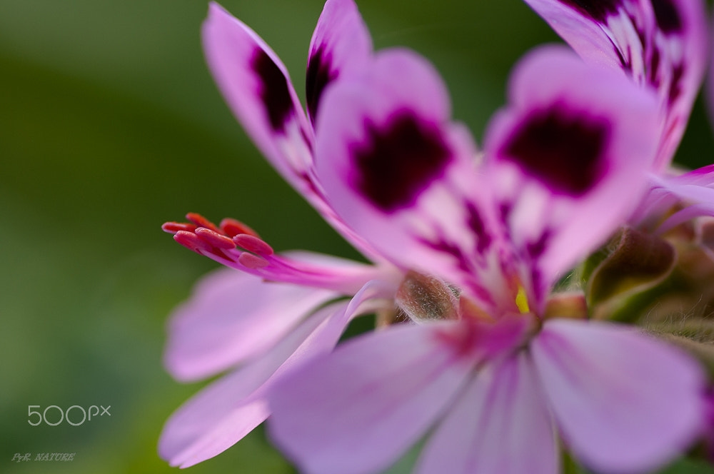 Nikon D300S sample photo. Segundo plano photography