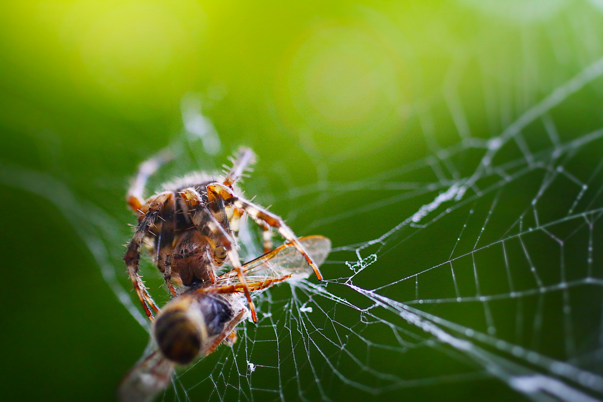 Canon EOS 70D + Canon EF 50mm F2.5 Macro sample photo. Dinner is served photography