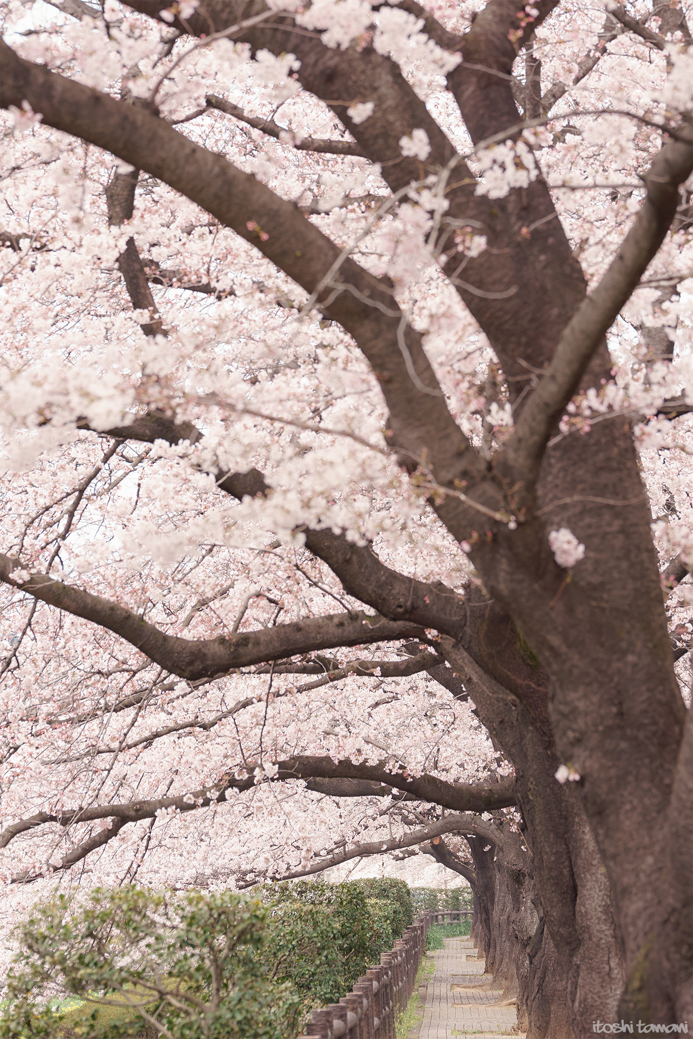 Tamron SP 70-200mm F2.8 Di VC USD sample photo. Sakura road photography
