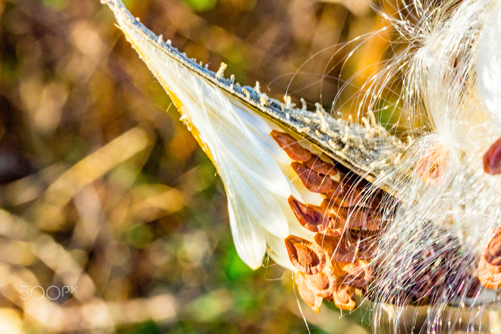 Canon EF-S 60mm F2.8 Macro USM sample photo. Milkweed seeds ready to take flight photography