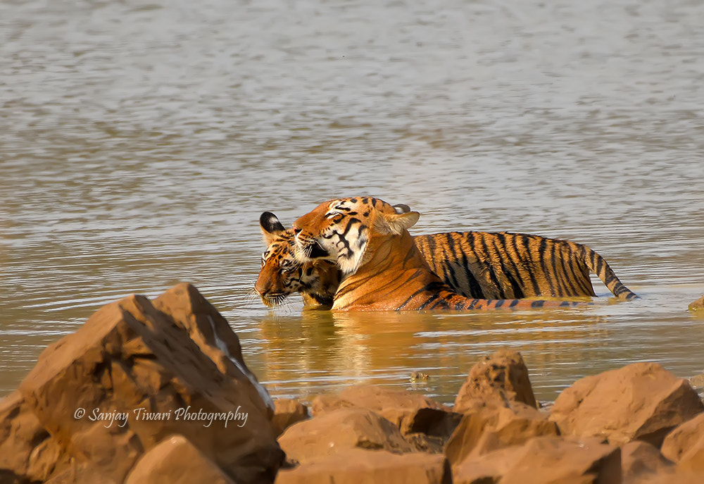Nikon D610 + Zeiss Milvus 35mm f/2 sample photo. Tigress maya of tadoba with her cub photography