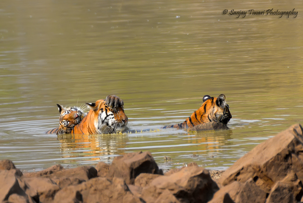 Nikon AF-S Nikkor 200mm F2G ED VR II sample photo. Tigress maya of tadoba with her cubs photography