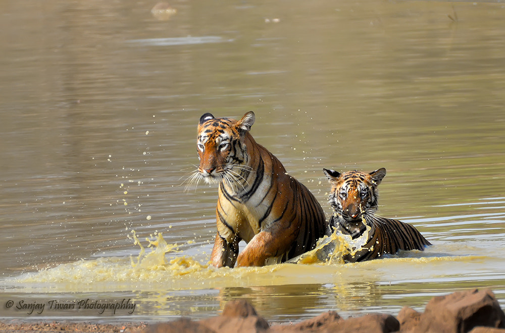 Nikon D610 + Sigma 18-200mm F3.5-6.3 DC sample photo. Tigress maya of tadoba with her cub photography