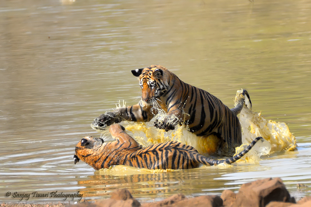 Nikon D610 + PC Micro-Nikkor 85mm f/2.8D sample photo. Cubs in a playful mood photography