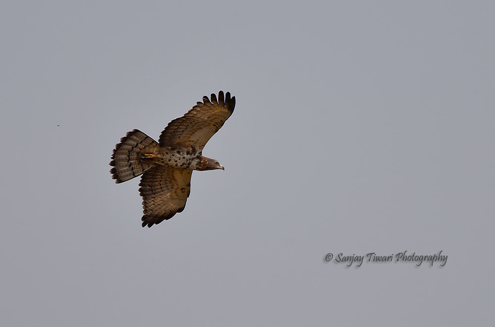 AF Nikkor 50mm f/1.8 N sample photo. Oriental honey buzzard in flight photography