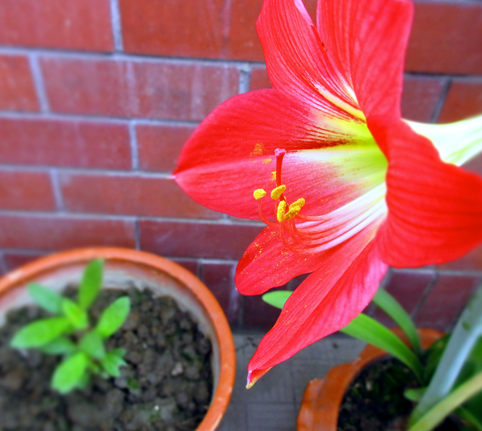 Canon PowerShot ELPH 170 IS (IXUS 170 / IXY 170) sample photo. Flower 101 - they're bright and colourful photography