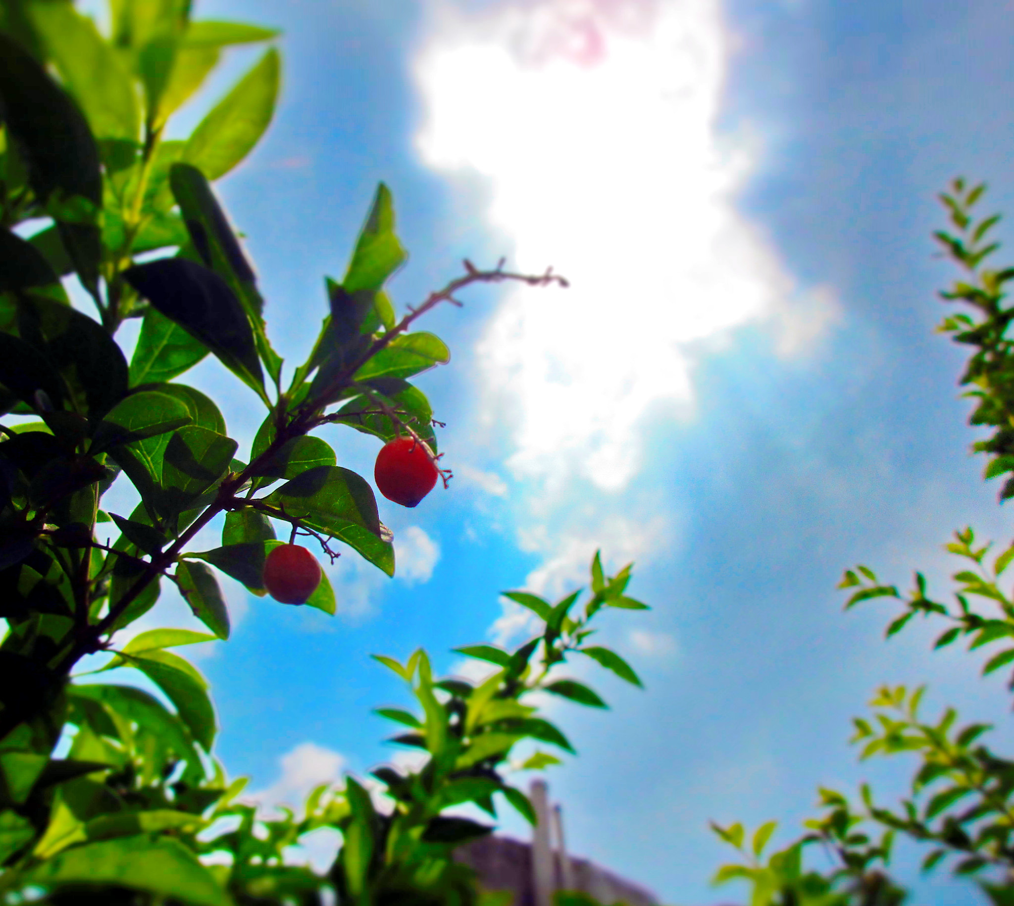 Canon PowerShot ELPH 170 IS (IXUS 170 / IXY 170) sample photo. Heavenly fruits?? photography