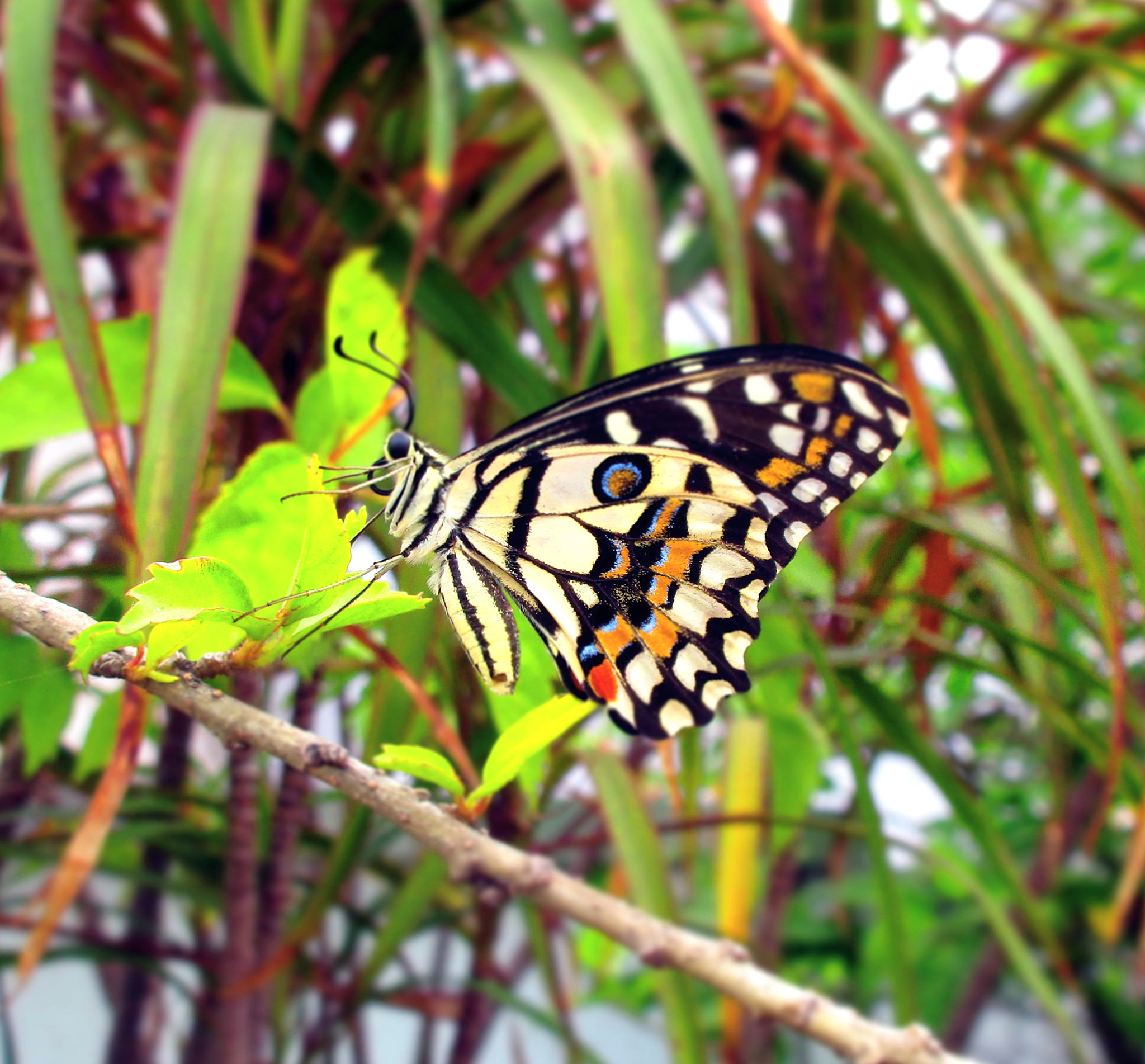 Canon PowerShot ELPH 170 IS (IXUS 170 / IXY 170) sample photo. Butterfly photography