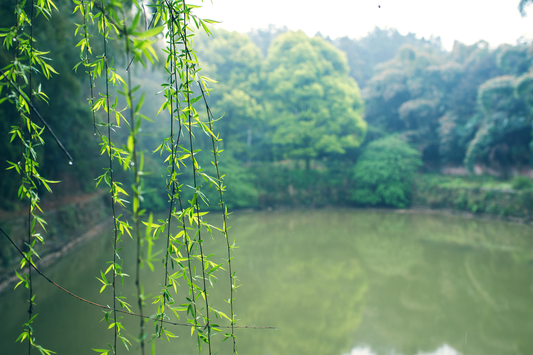 Nikon D610 + AF-S Nikkor 35mm f/1.8G sample photo. 雨后 photography