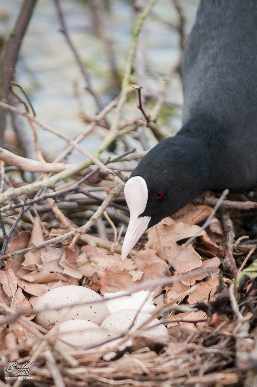 AF-S Zoom-Nikkor 80-200mm f/2.8D IF-ED sample photo. Black coot photography