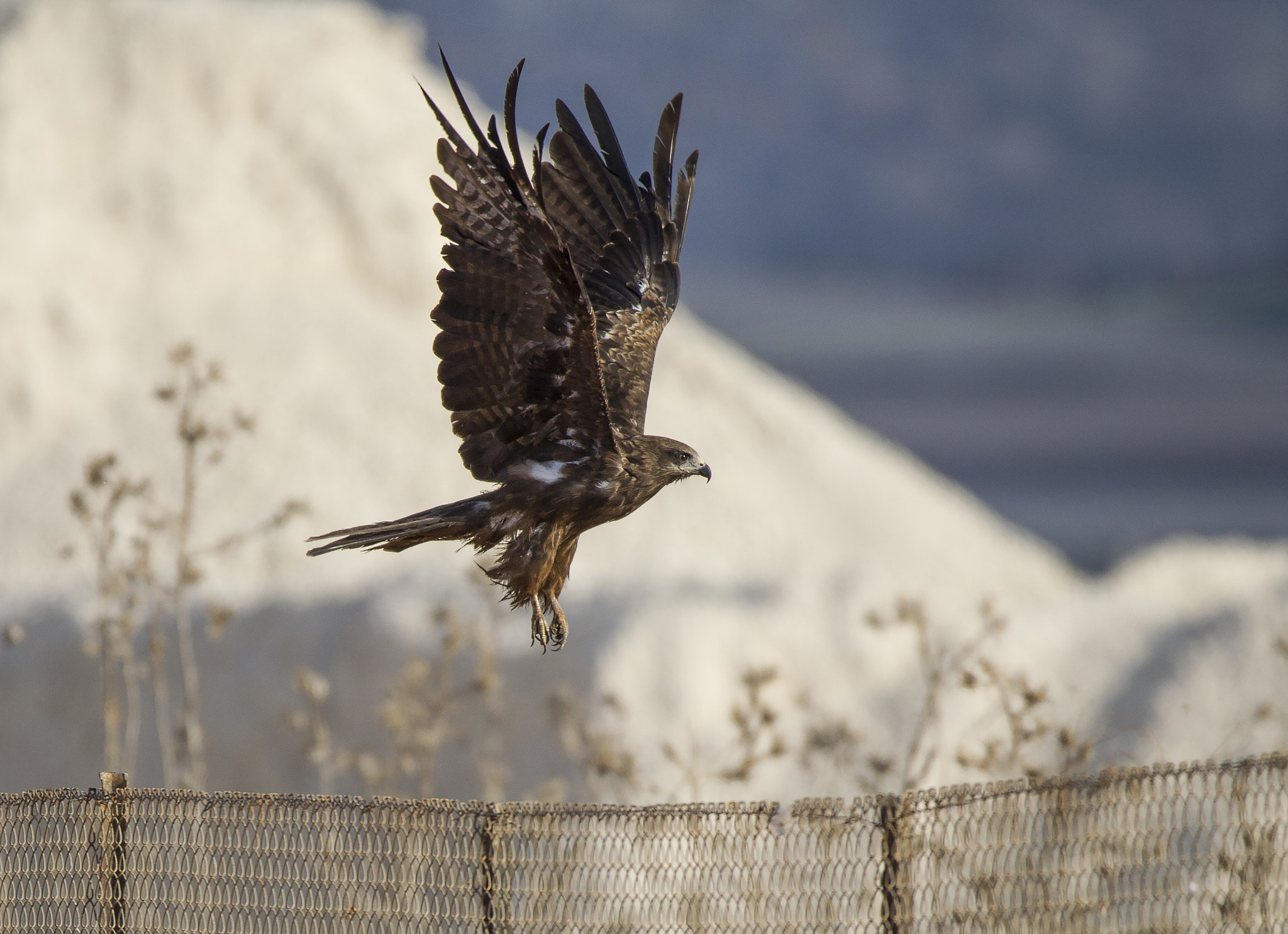 Sigma 150-600mm F5-6.3 DG OS HSM | C sample photo. 3_588.jpg photography