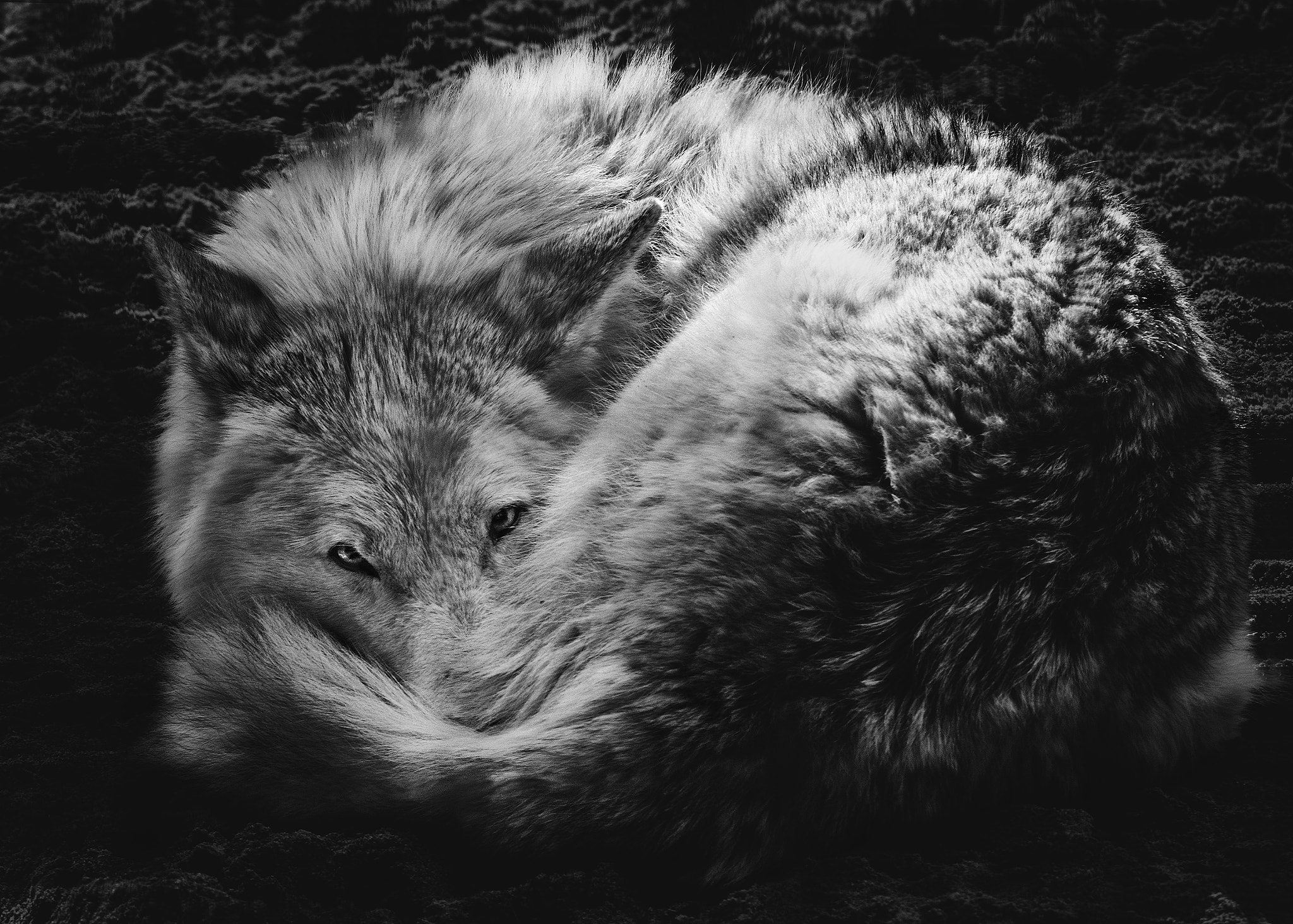 Nikon D90 + AF Nikkor 70-210mm f/4-5.6 sample photo. On the guard photography