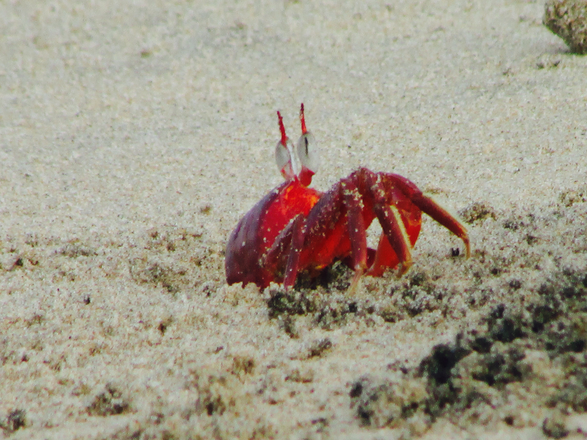 ## crab