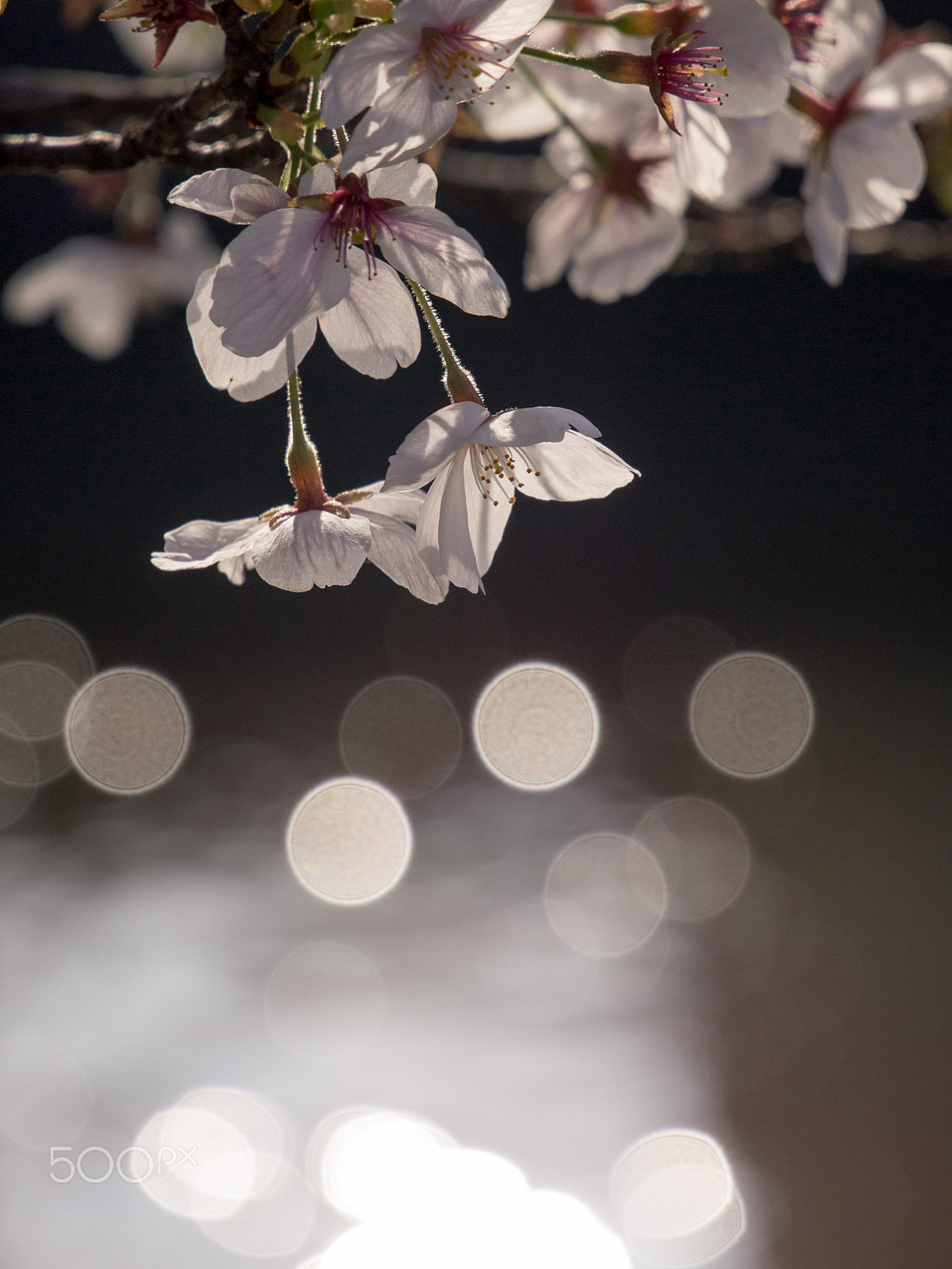 Olympus PEN E-PM1 + LUMIX G VARIO 35-100/F4.0-5.6 sample photo. Cherry blossom 5 photography