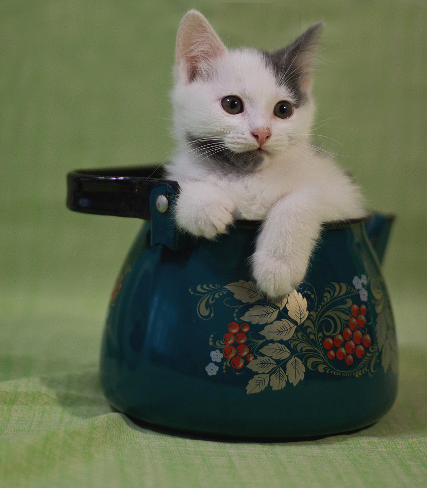 Canon EOS 1100D (EOS Rebel T3 / EOS Kiss X50) + Canon EF 50mm F1.4 USM sample photo. Tiger cub in a teapot)) photography