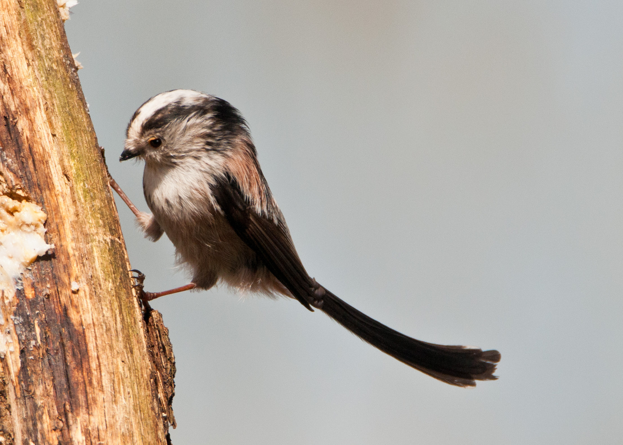 Nikon D300S sample photo. Long tailed tit photography