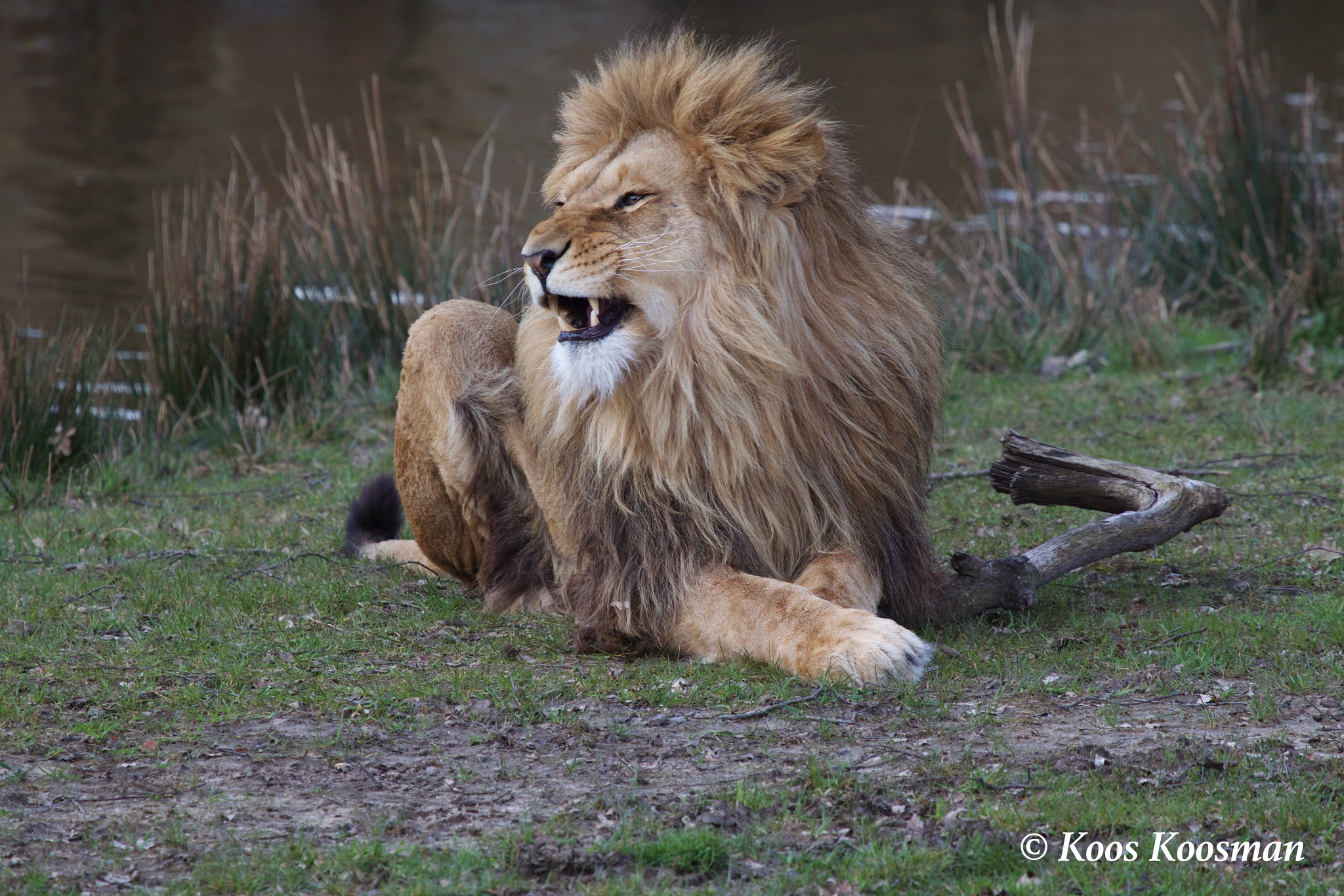 Canon EF 100-400mm F4.5-5.6L IS USM sample photo. Lion zion photography