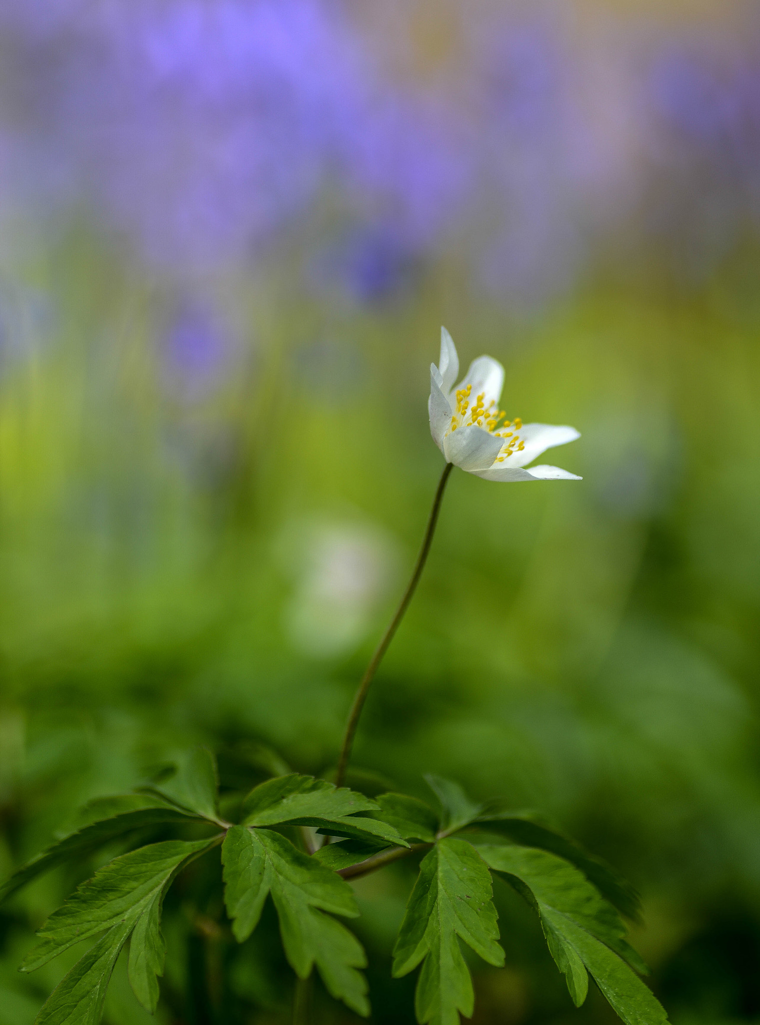 Nikon D600 sample photo. Bosanemoon in hallerbos photography