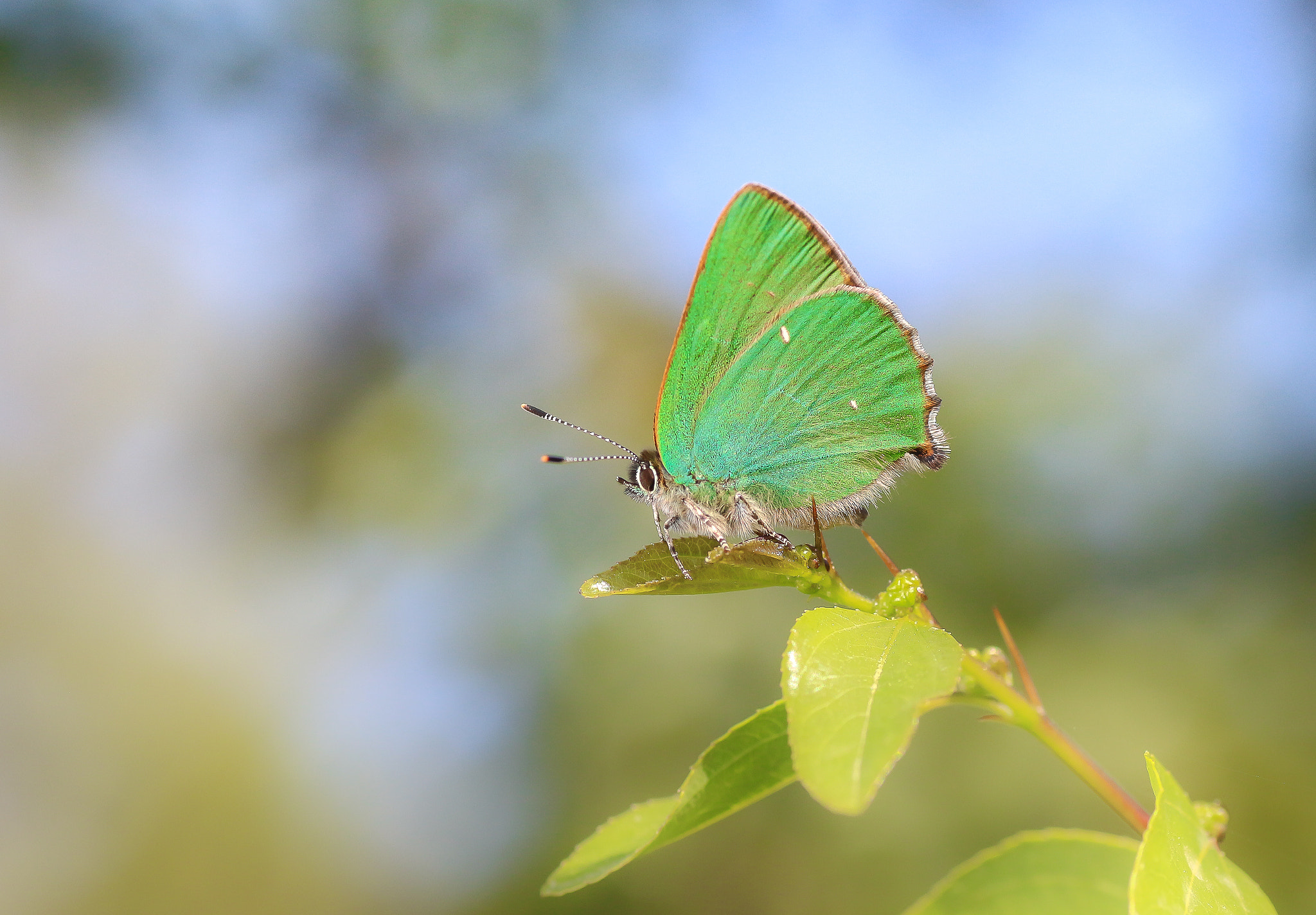 Canon EOS 650D (EOS Rebel T4i / EOS Kiss X6i) + Tamron SP AF 90mm F2.8 Di Macro sample photo. Butterfly photography