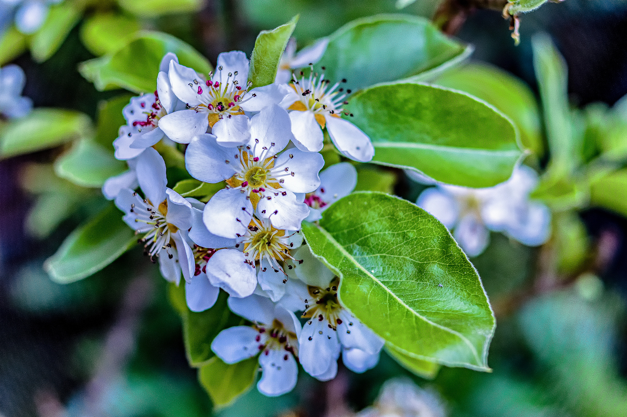 Pentax K-S1 sample photo. Pear tree blossom  photography