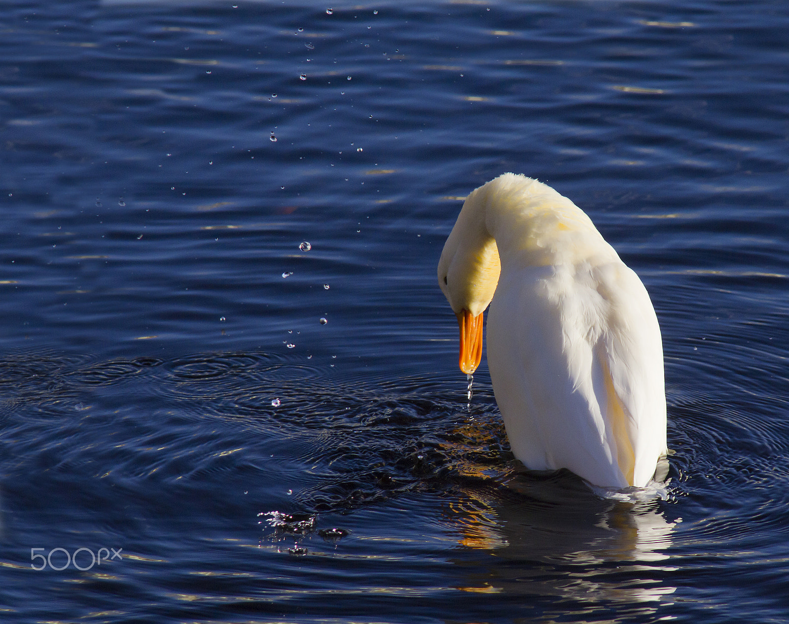 Canon EOS 550D (EOS Rebel T2i / EOS Kiss X4) sample photo. Sorsa, duck photography
