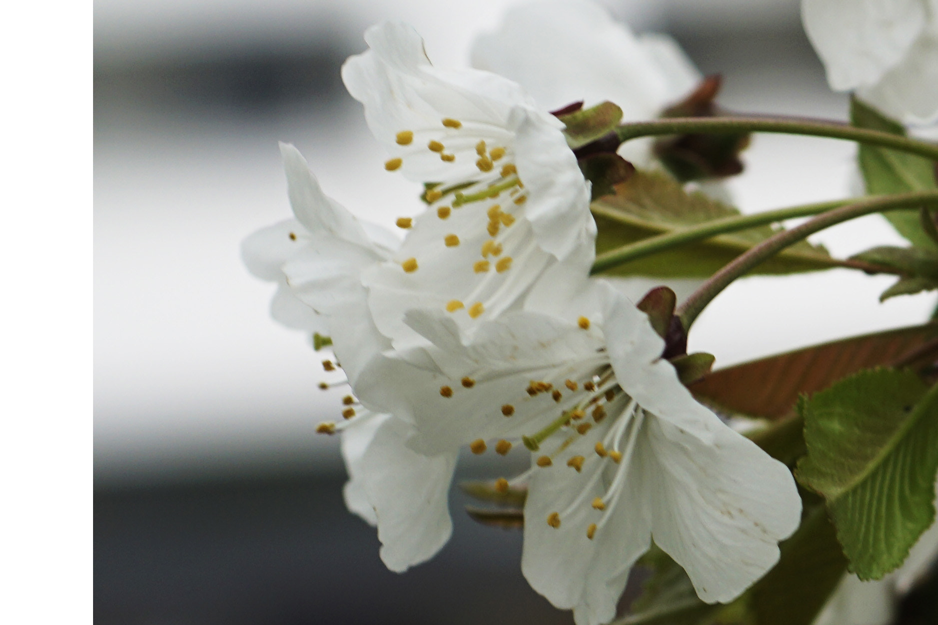 MACRO 50mm F2.8 sample photo. Innenschau - introspektion photography