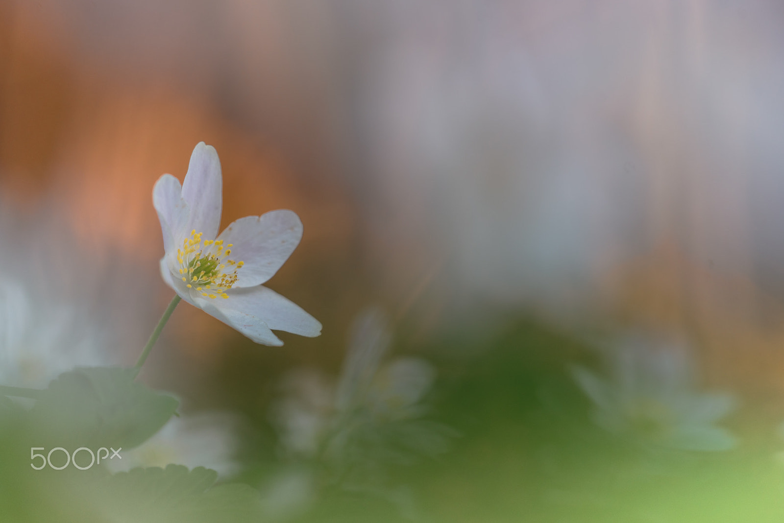 Sigma 150mm F2.8 EX DG Macro HSM sample photo. In the evening sun ii photography