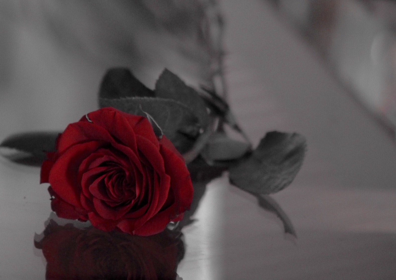 Olympus Zuiko Digital 40-150mm F3.5-4.5 sample photo. True love never dies~ photography