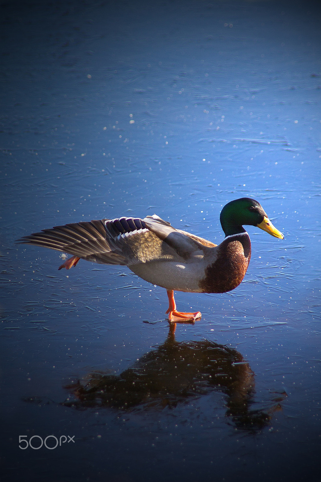 Canon EOS 550D (EOS Rebel T2i / EOS Kiss X4) sample photo. Taitoluistelu, sorsa. duck photography