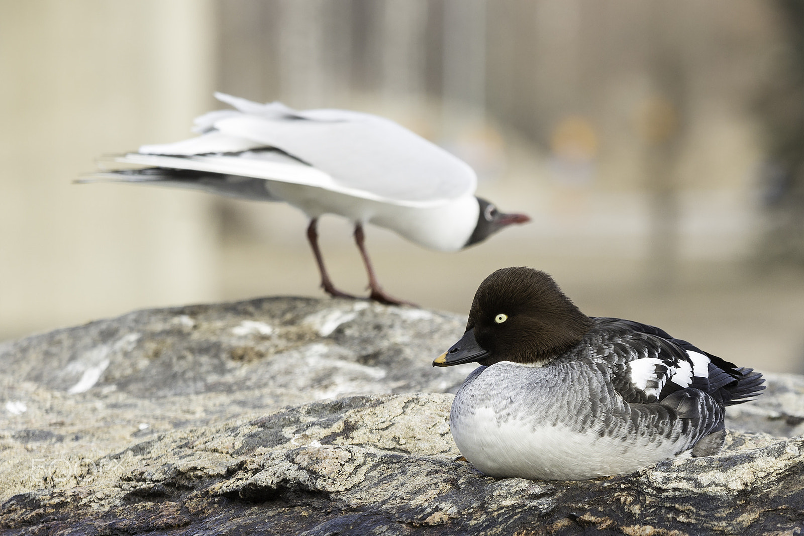 Sigma 70-200mm F2.8 EX DG OS HSM sample photo. Telkkä. goldeneye photography