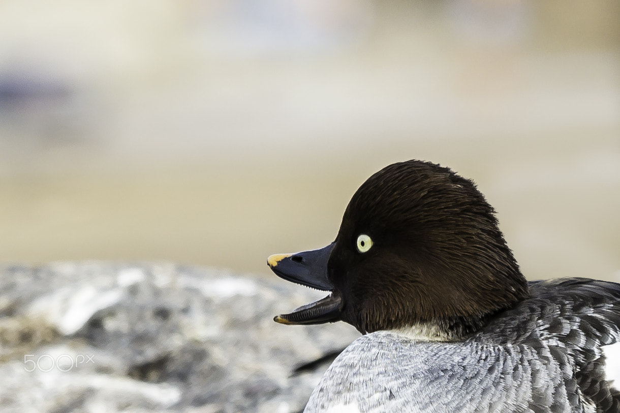 Sigma 70-200mm F2.8 EX DG OS HSM sample photo. Telkkä. goldeneye photography