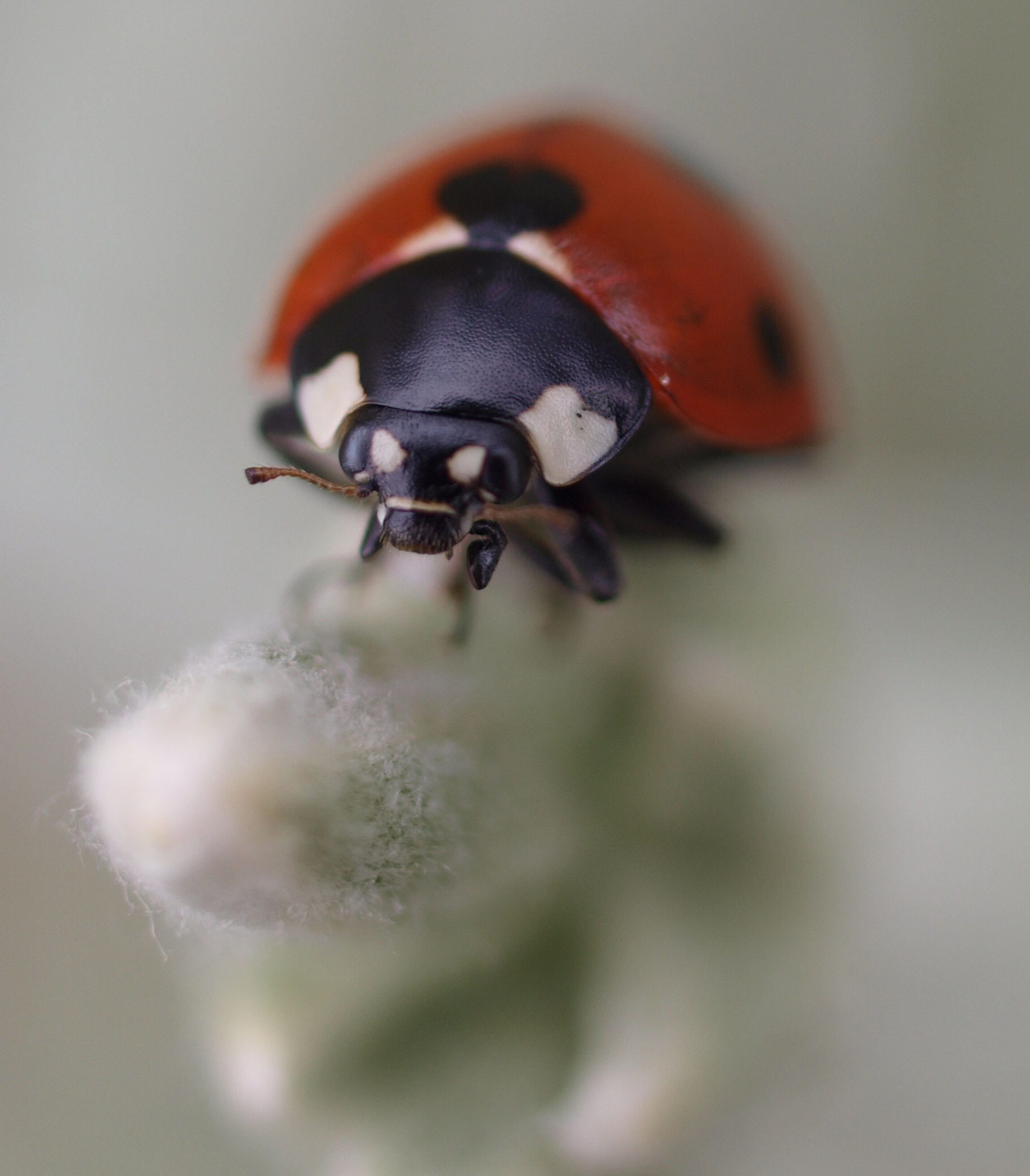 Olympus E-420 (EVOLT E-420) + Olympus Zuiko Digital 35mm F3.5 Macro sample photo. Ladybug photography