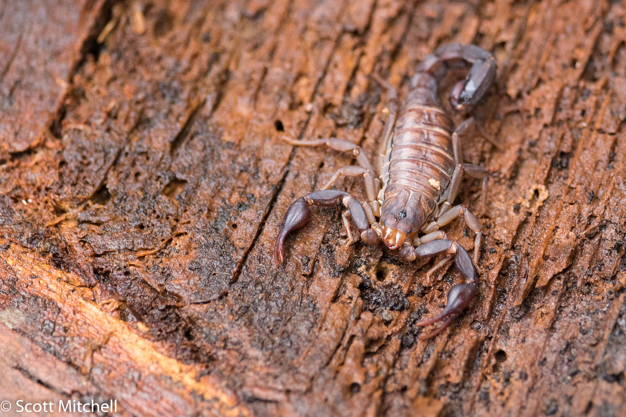 Canon EOS 760D (EOS Rebel T6s / EOS 8000D) sample photo. Southern devil scorpion photography