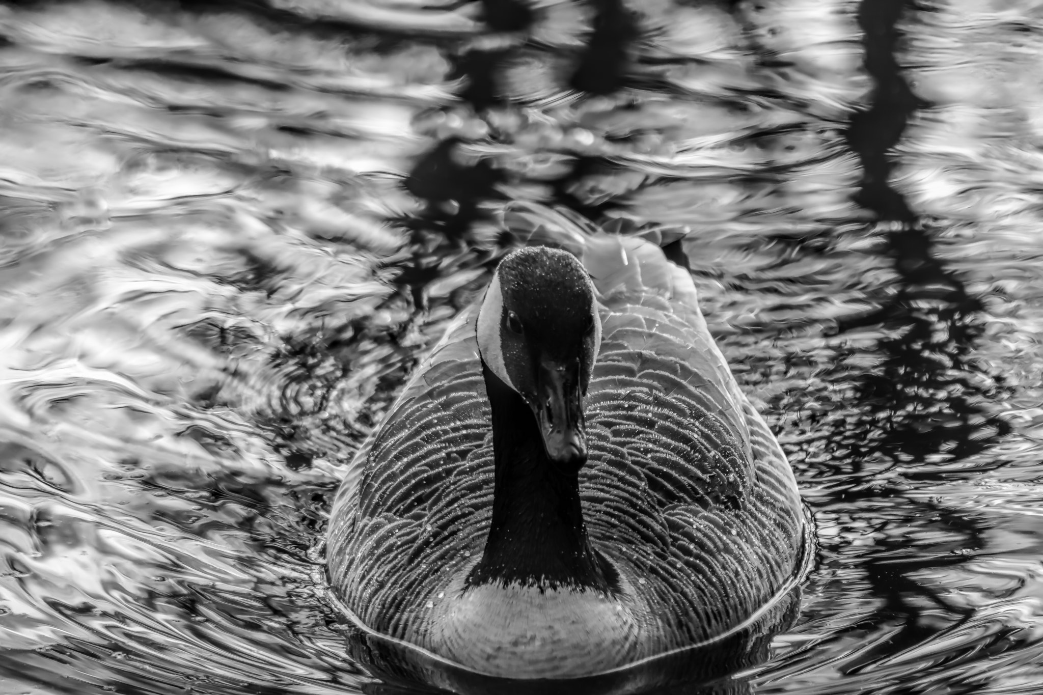Canon EF 90-300mm F4.5-5.6 sample photo. Goose b+w photography