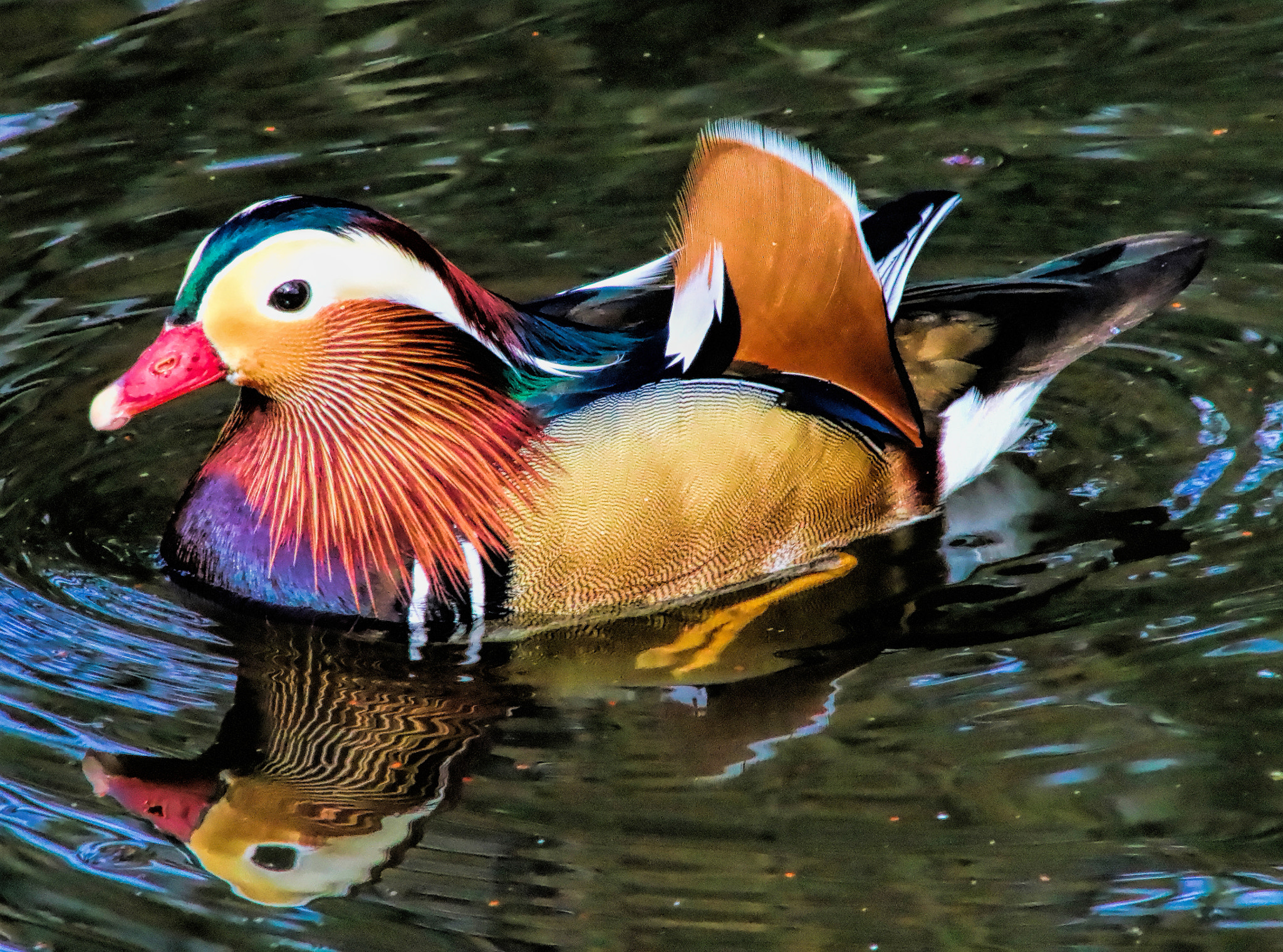 Canon EOS 750D (EOS Rebel T6i / EOS Kiss X8i) + Canon EF 90-300mm F4.5-5.6 sample photo. Mandarin duck  photography