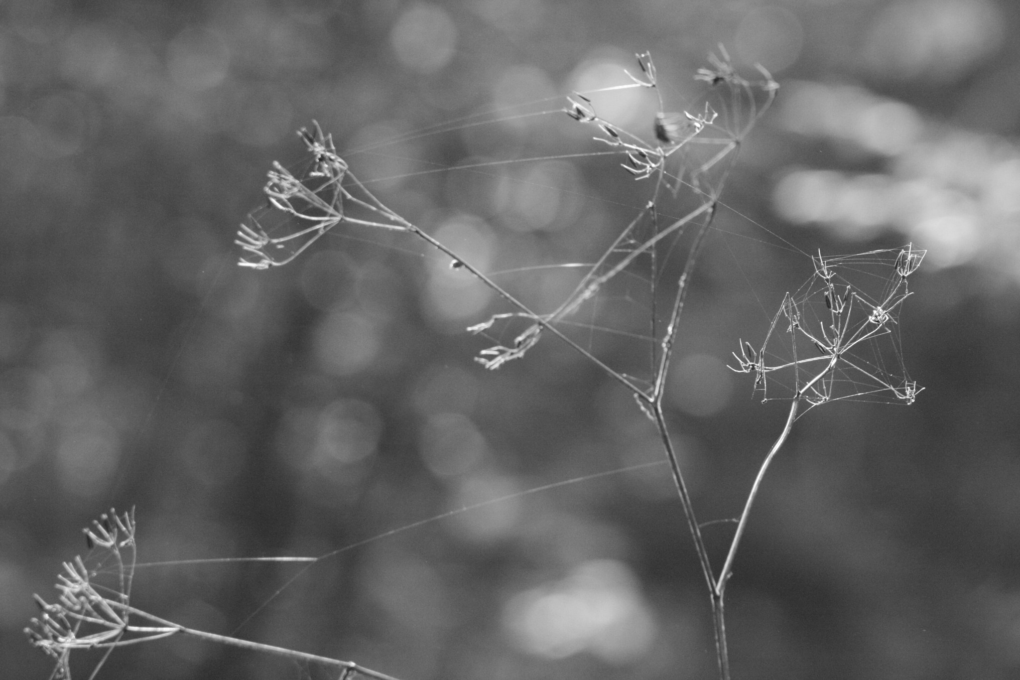 Canon EOS 400D (EOS Digital Rebel XTi / EOS Kiss Digital X) + Canon EF 90-300mm F4.5-5.6 USM sample photo. Spider web pavučina photography