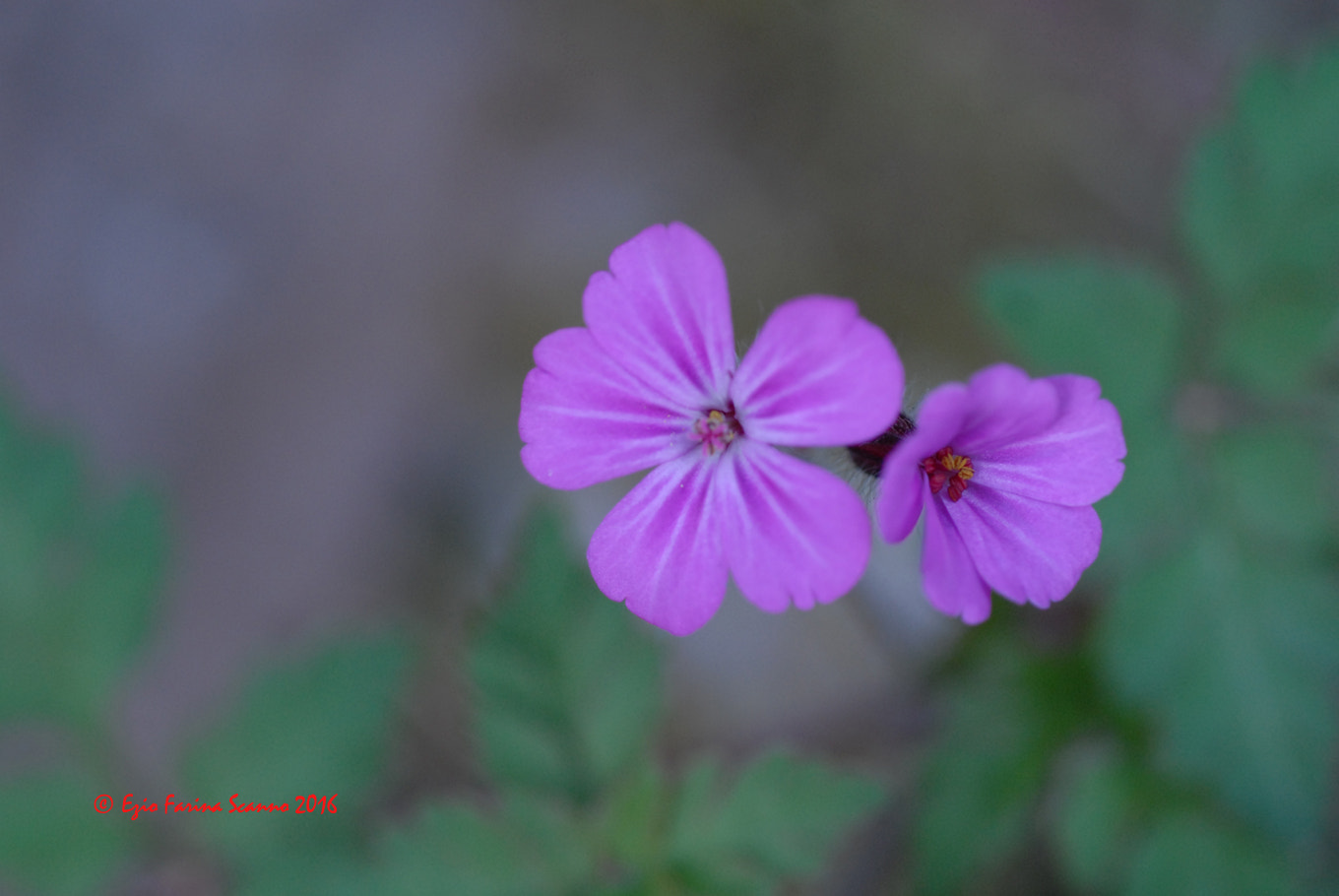 Nikon D200 + AF Micro-Nikkor 60mm f/2.8 sample photo. Uno grande photography