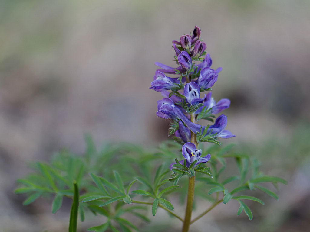 Samsung NX 60mm F2.8 Macro ED OIS SSA sample photo. ... photography