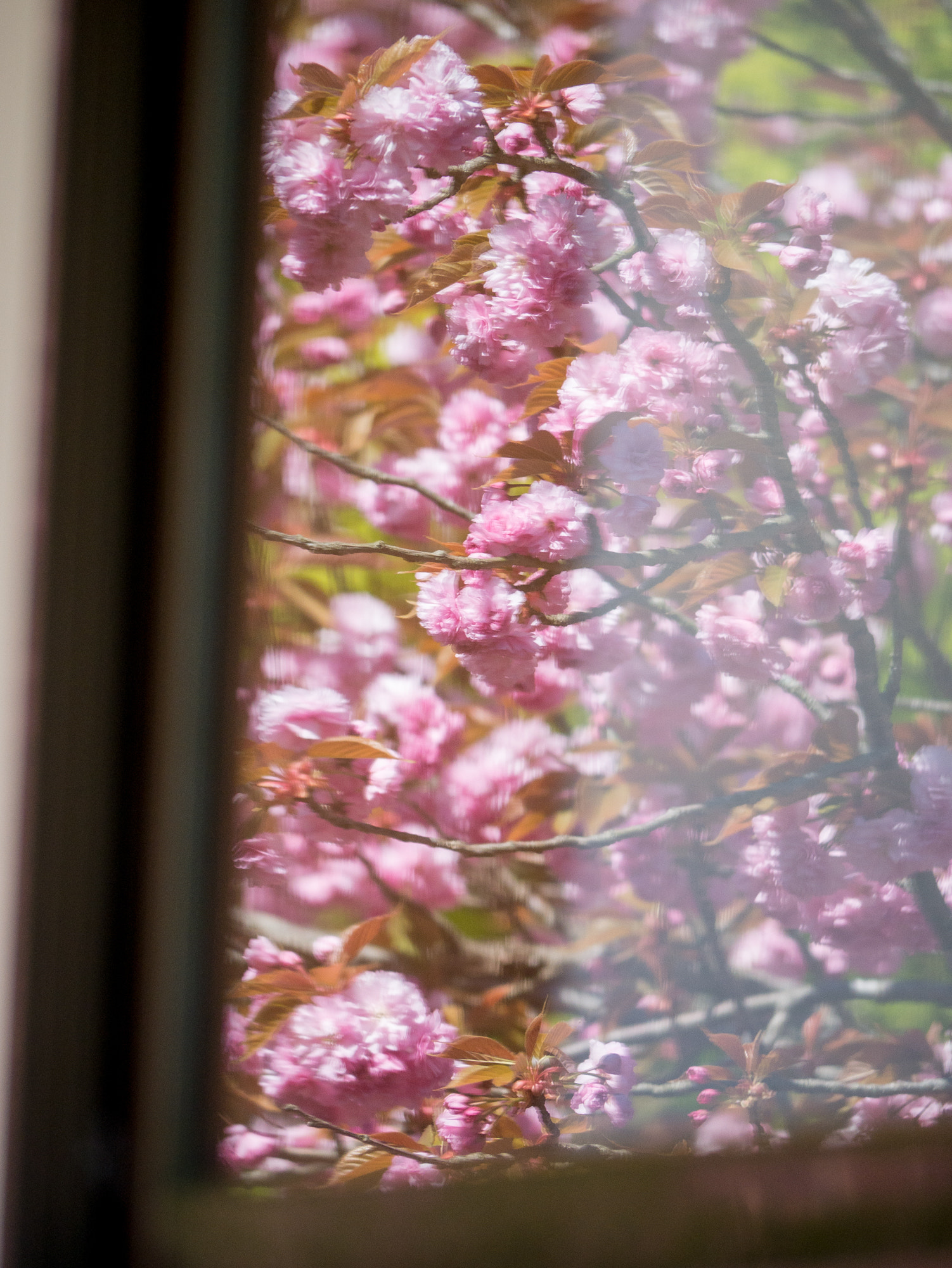 Panasonic Lumix DMC-GX7 sample photo. Photo frame photography