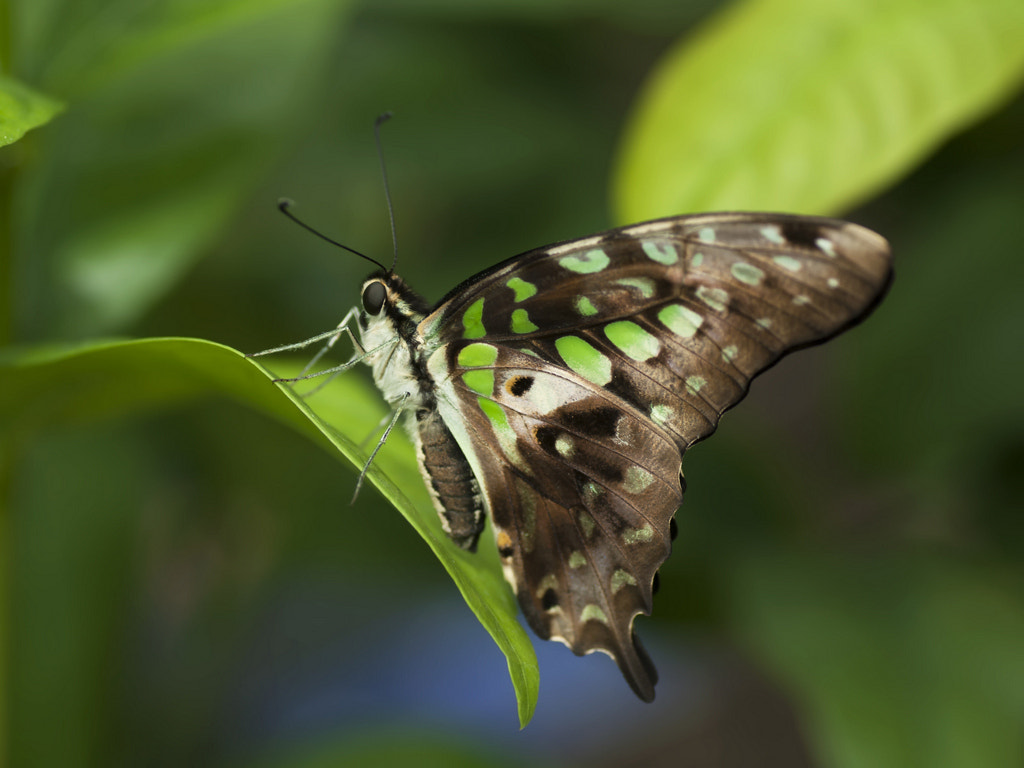 Pentax K200D + Tamron SP AF 90mm F2.8 Di Macro sample photo. ... photography