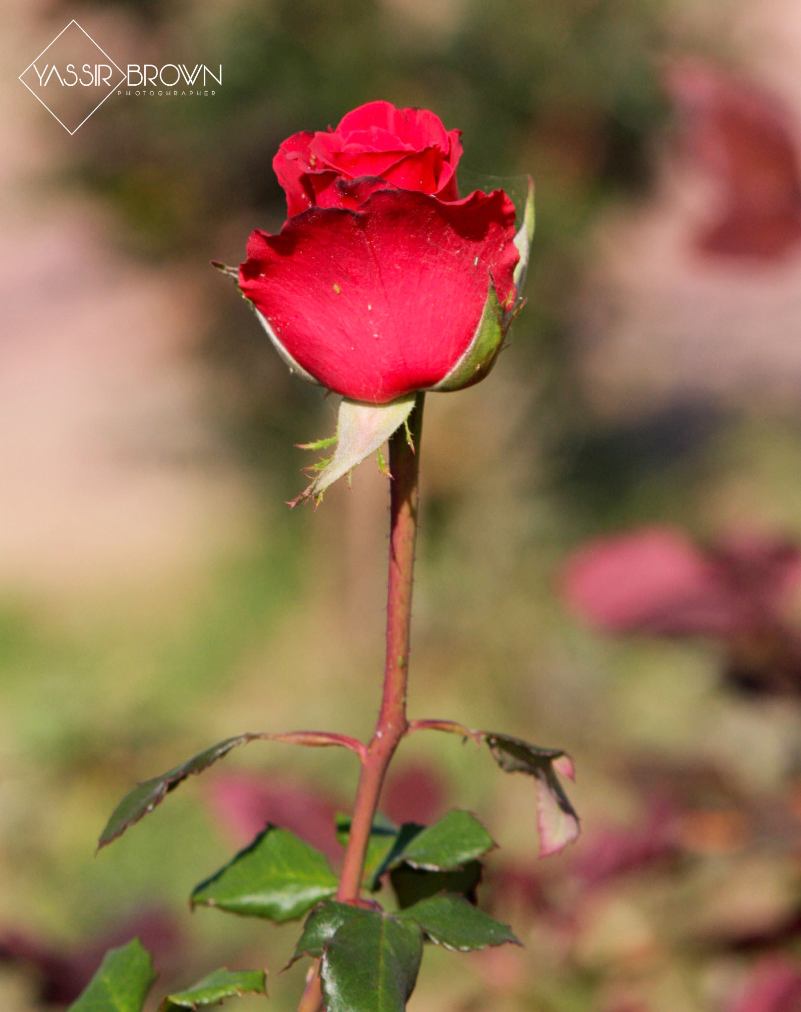 Canon EF 50-200mm f/3.5-4.5 sample photo. Rose photography
