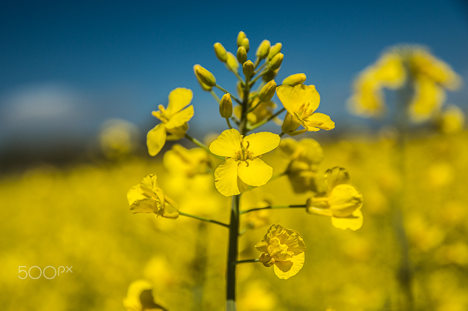 Nikon D3200 + Sigma 17-70mm F2.8-4 DC Macro OS HSM | C sample photo. Yellow spring photography