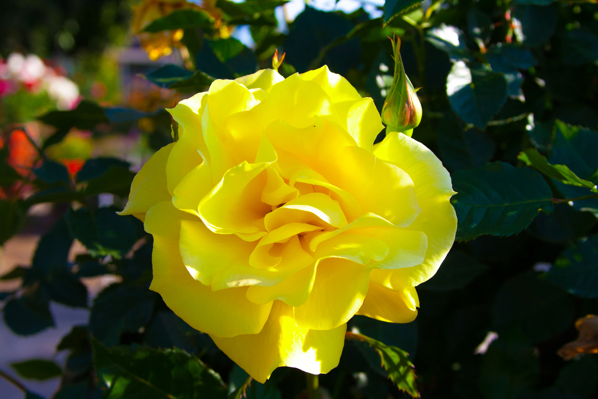 Canon EOS 400D (EOS Digital Rebel XTi / EOS Kiss Digital X) sample photo. Yellow rose photography