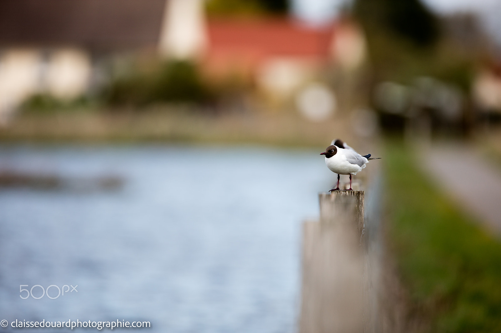 Canon EF 600mm F4L IS II USM sample photo. Photo photography