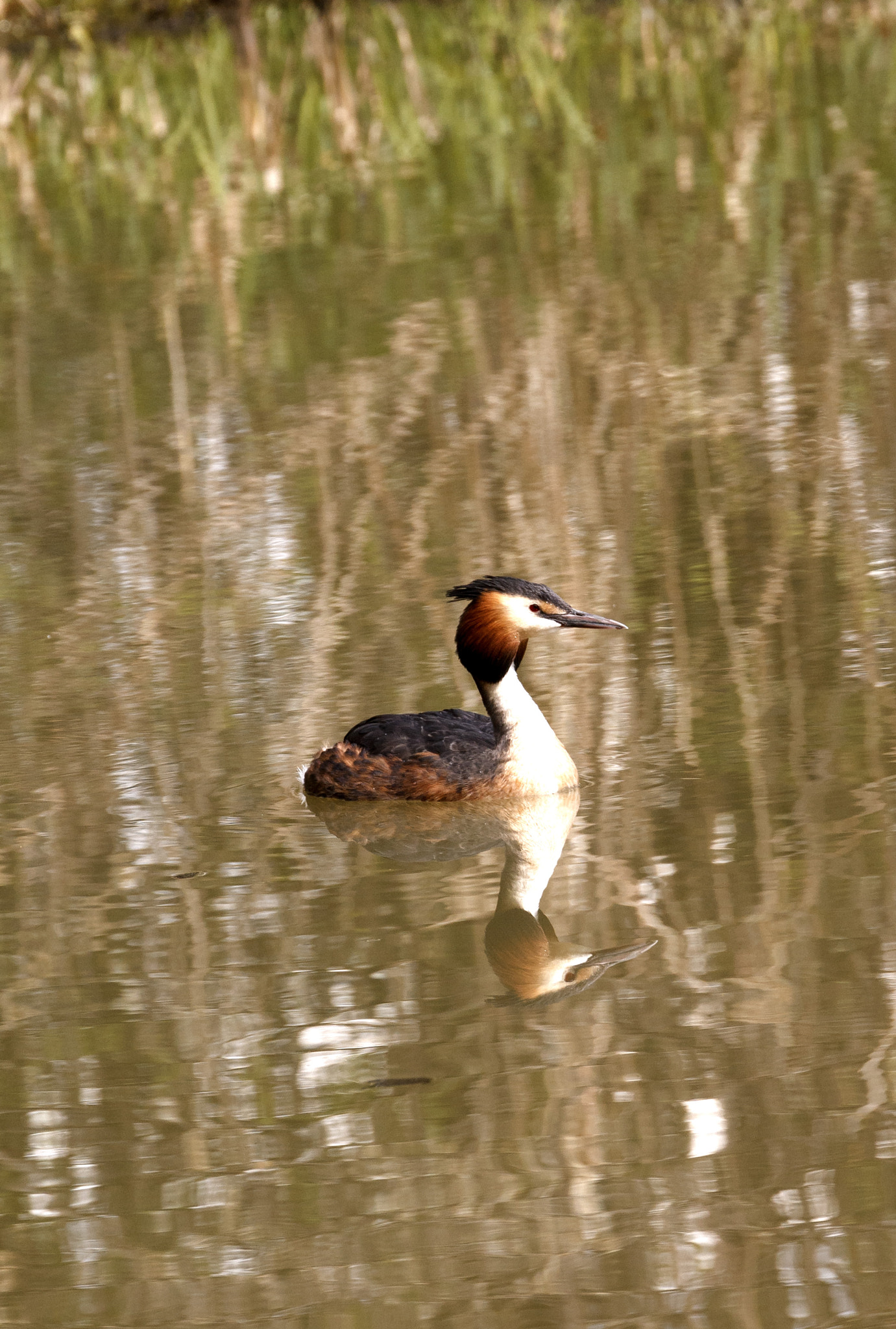 Canon EF 70-300mm F4-5.6L IS USM sample photo. A great crested grebe photography